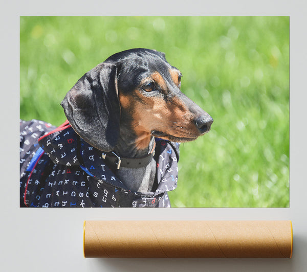 Black & Tan Gaze Giclee Print