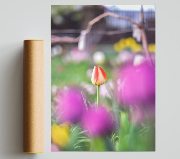 Red Tulip In Bloom Print