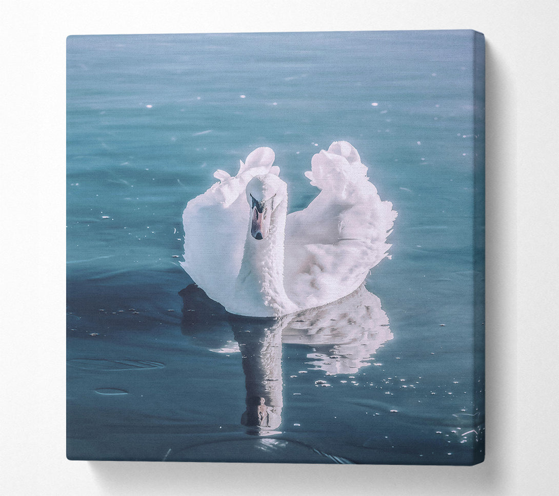  A Canvas Print of Azure Swan Reflection Canvas Print