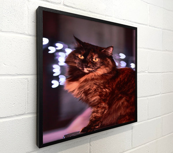 Golden Brown Feline Gaze