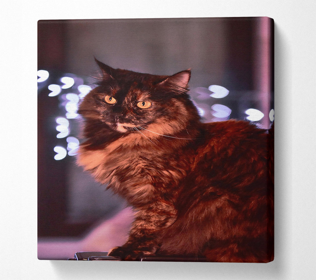 A Canvas Print of Golden Brown Feline Gaze Canvas Wall Art
