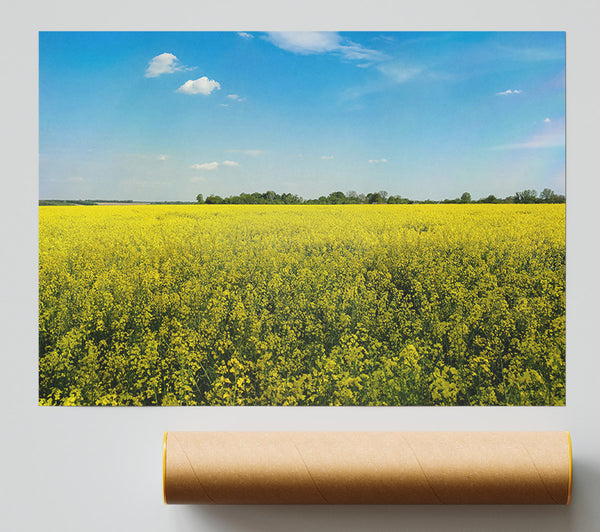Golden Field Of Blooms. Print