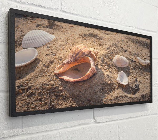 Sandy Brown Shells