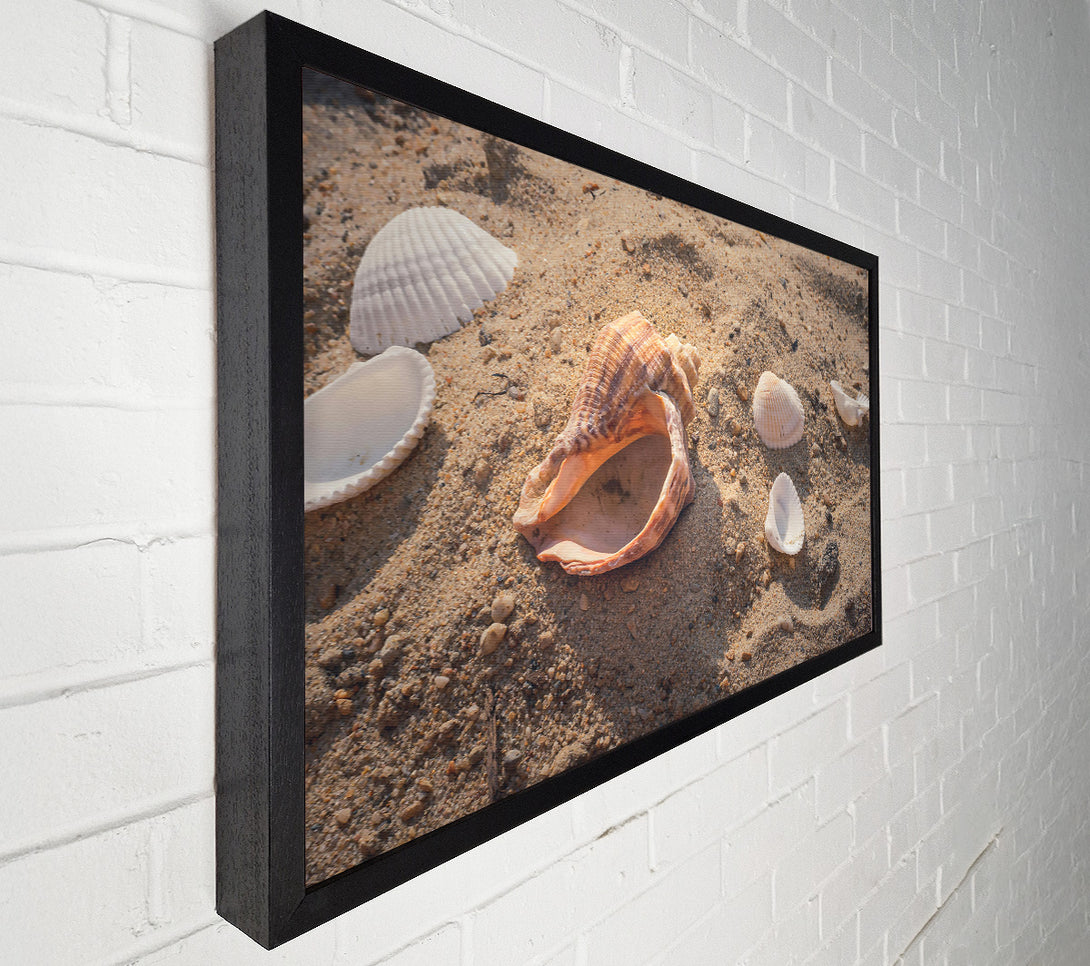  A Canvas Print of Sandy Brown Shells Canvas Art