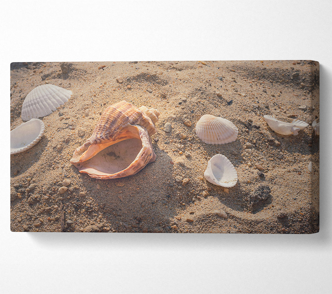  A Canvas Print of Sandy Brown Shells Canvas Art