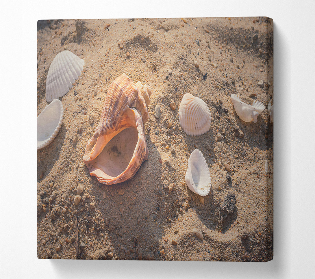  A Canvas Print of Sandy Brown Shells Canvas Art