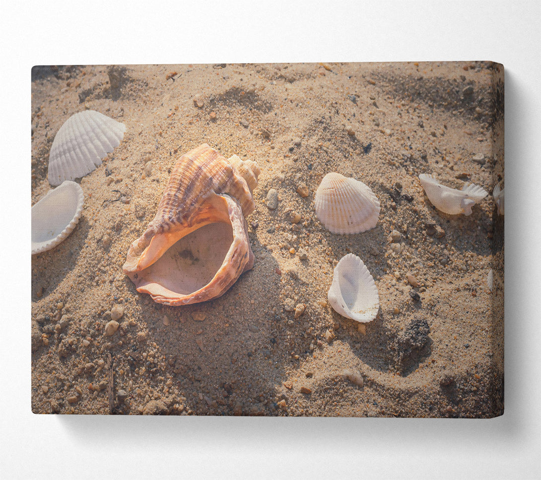  A Canvas Print of Sandy Brown Shells Canvas Art