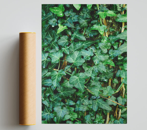 Emerald Ivy Embrace Giclee Print