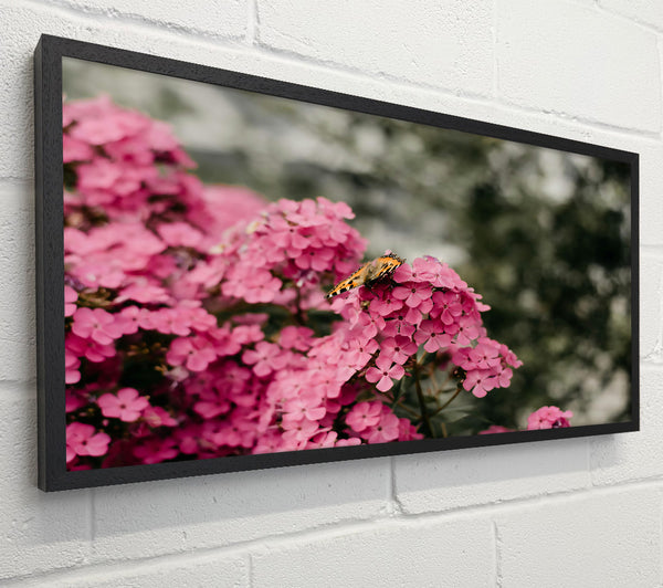 Pink Flowers And Butterfly