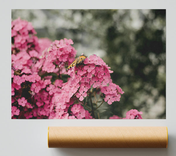 Pink Flowers And Butterfly Giclee Print
