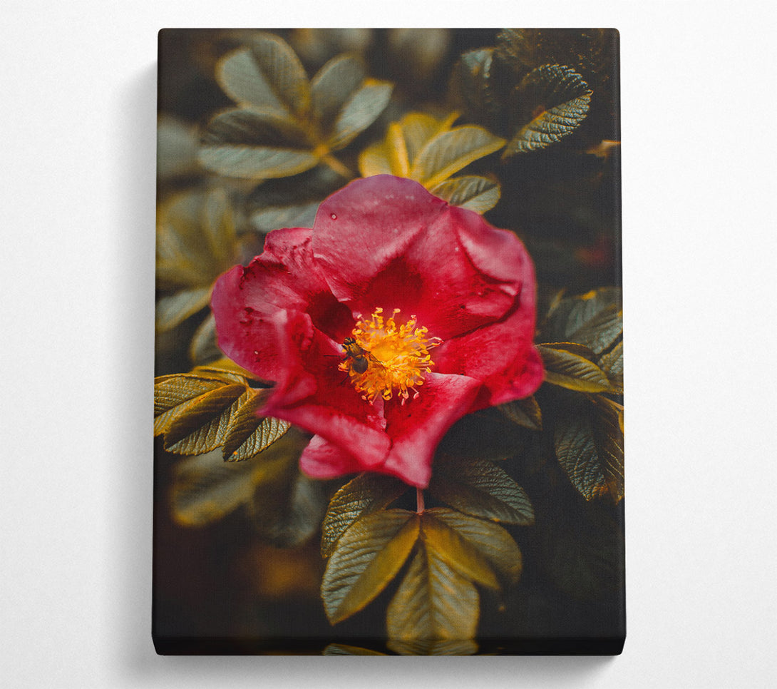 A Canvas Print of Crimson Rose Bloom Canvas Print