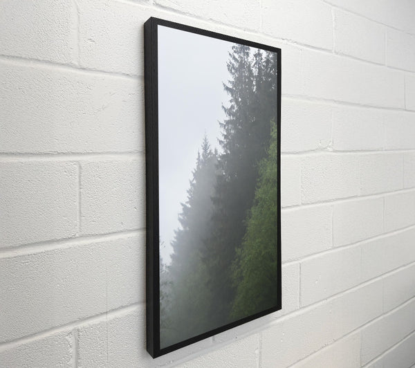 Green Foggy Pines