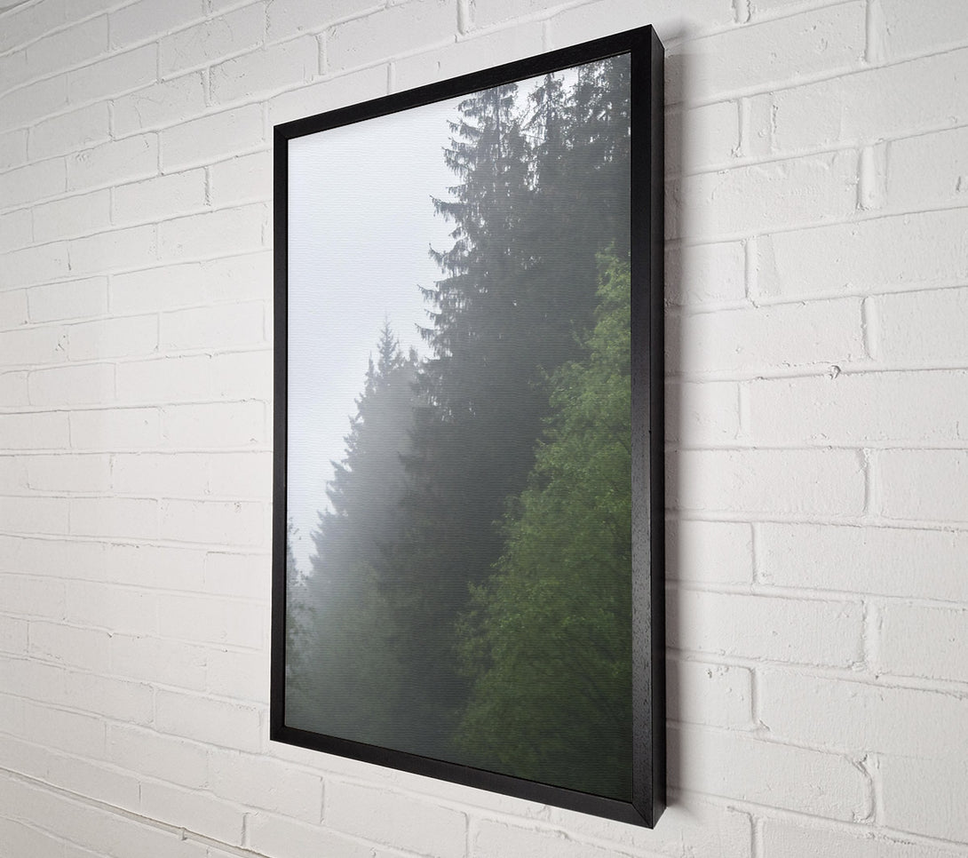  A Canvas Print of Green Foggy Pines Canvas Print