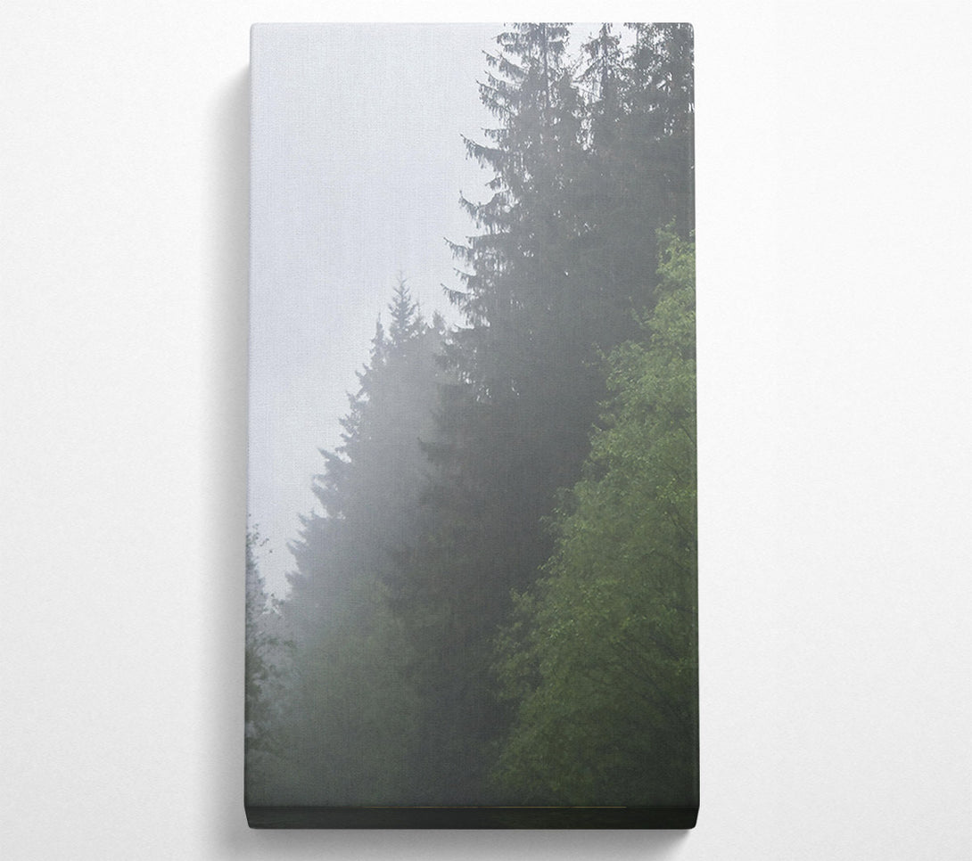  A Canvas Print of Green Foggy Pines Canvas Print