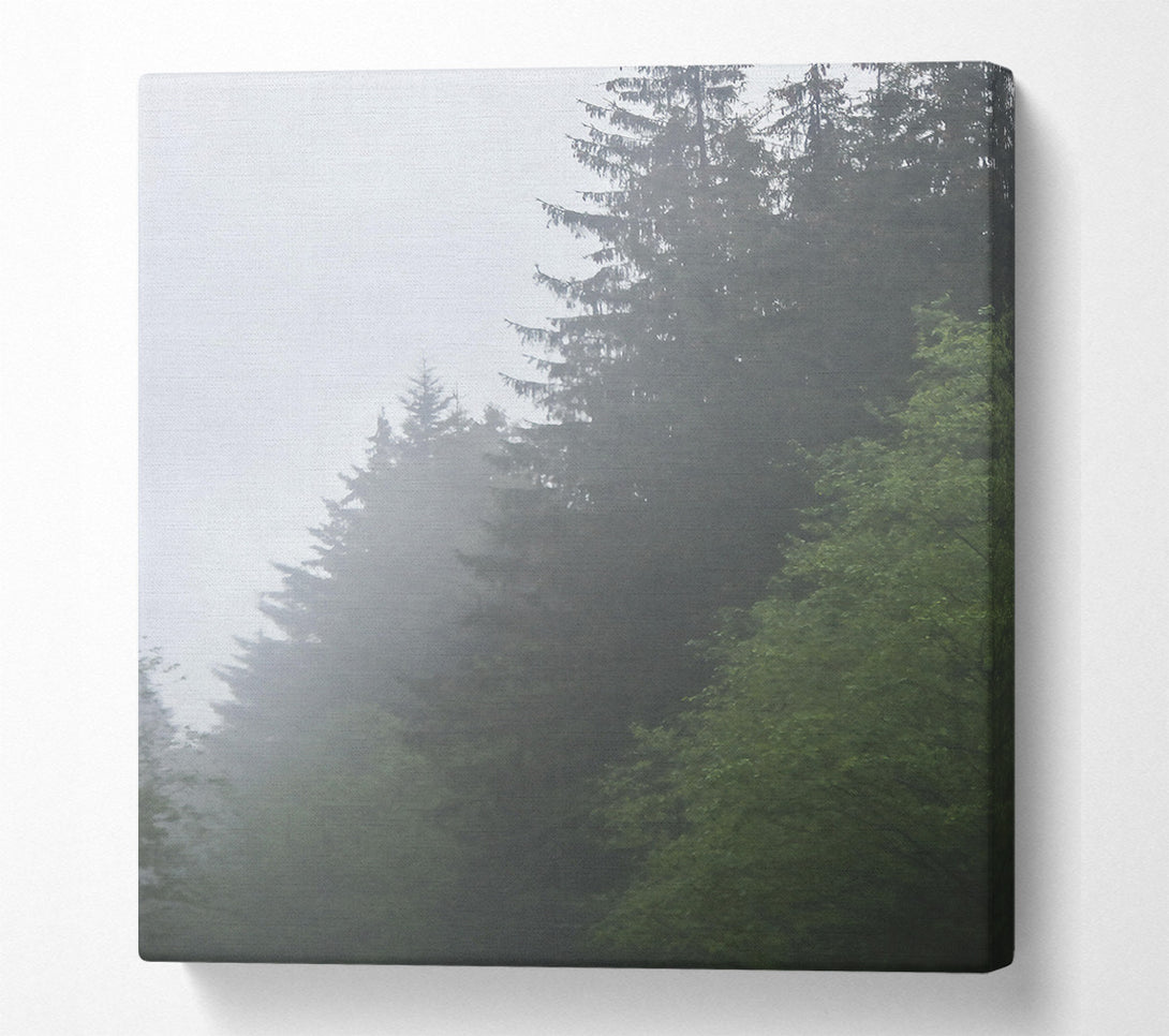  A Canvas Print of Green Foggy Pines Canvas Print