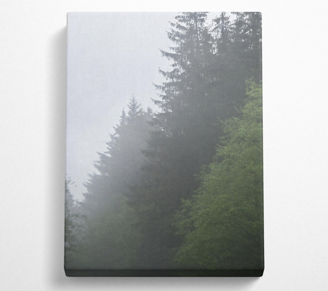  A Canvas Print of Green Foggy Pines Canvas Print
