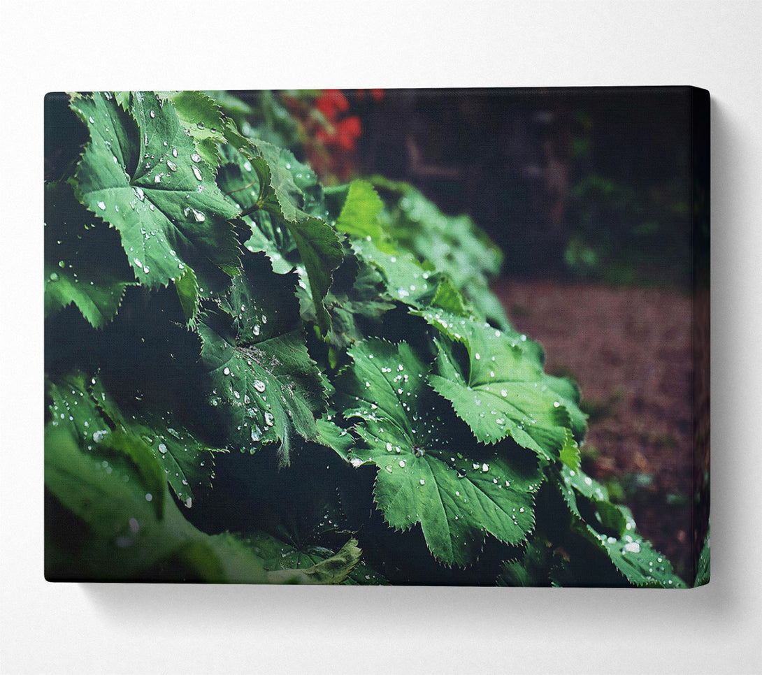  A Canvas Print of Emerald Dew Drops Canvas Wall Art