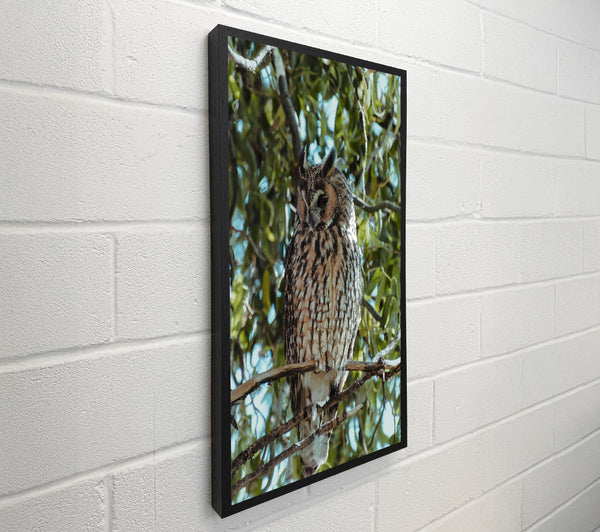 Brown Owl In Green