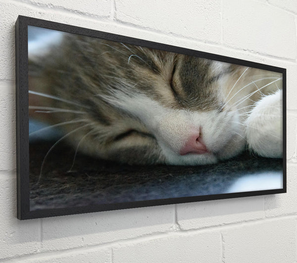 Pink Nosed Slumber
