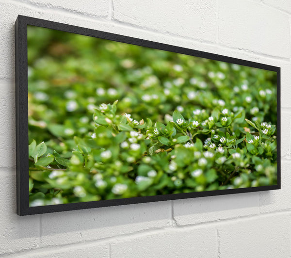 Emerald Sprigs Of White