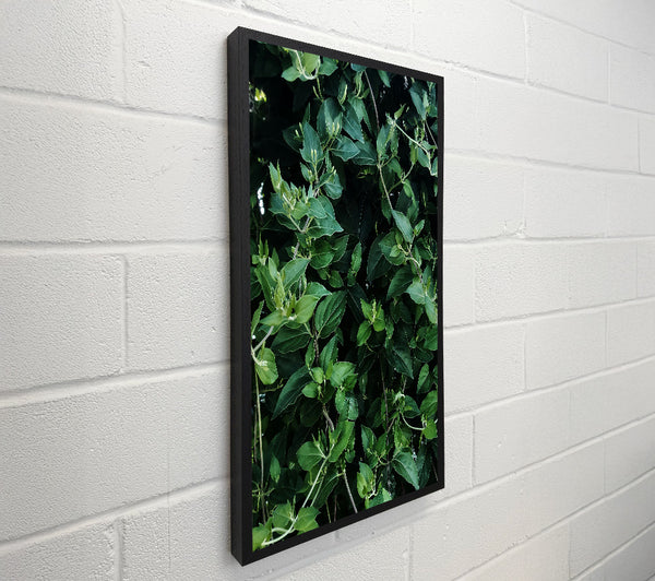 Emerald Green Vines