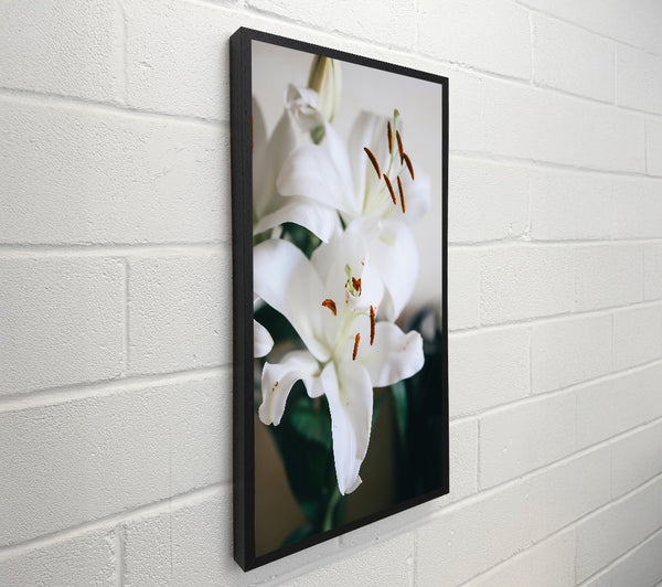 White Lily'S Embrace