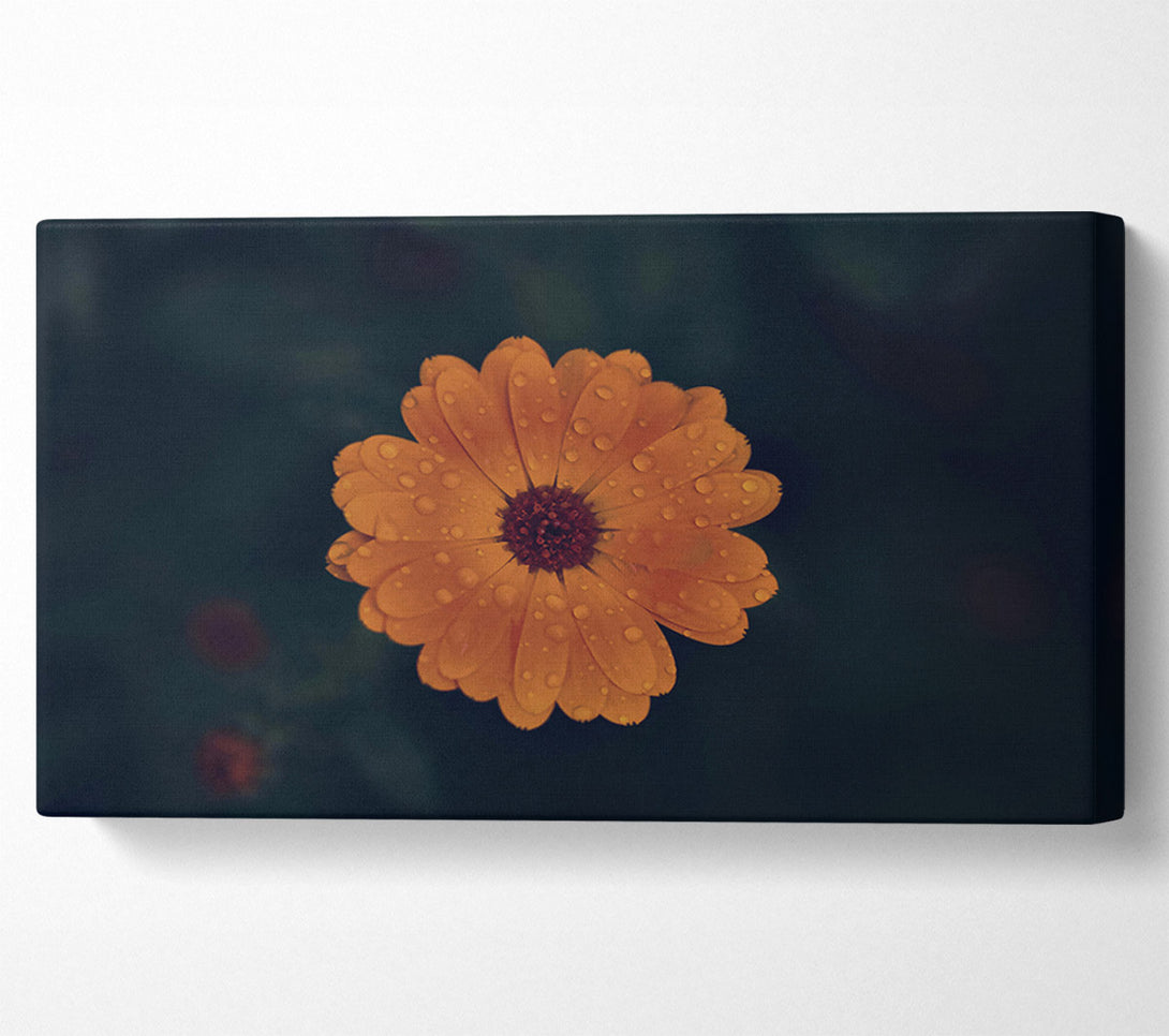  A Canvas Print of Orange Dewdrop Bloom Canvas Print