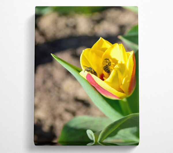 Golden Tulip Embrace