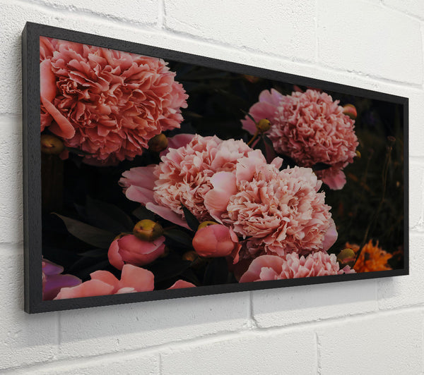 Blush Peony Bloom