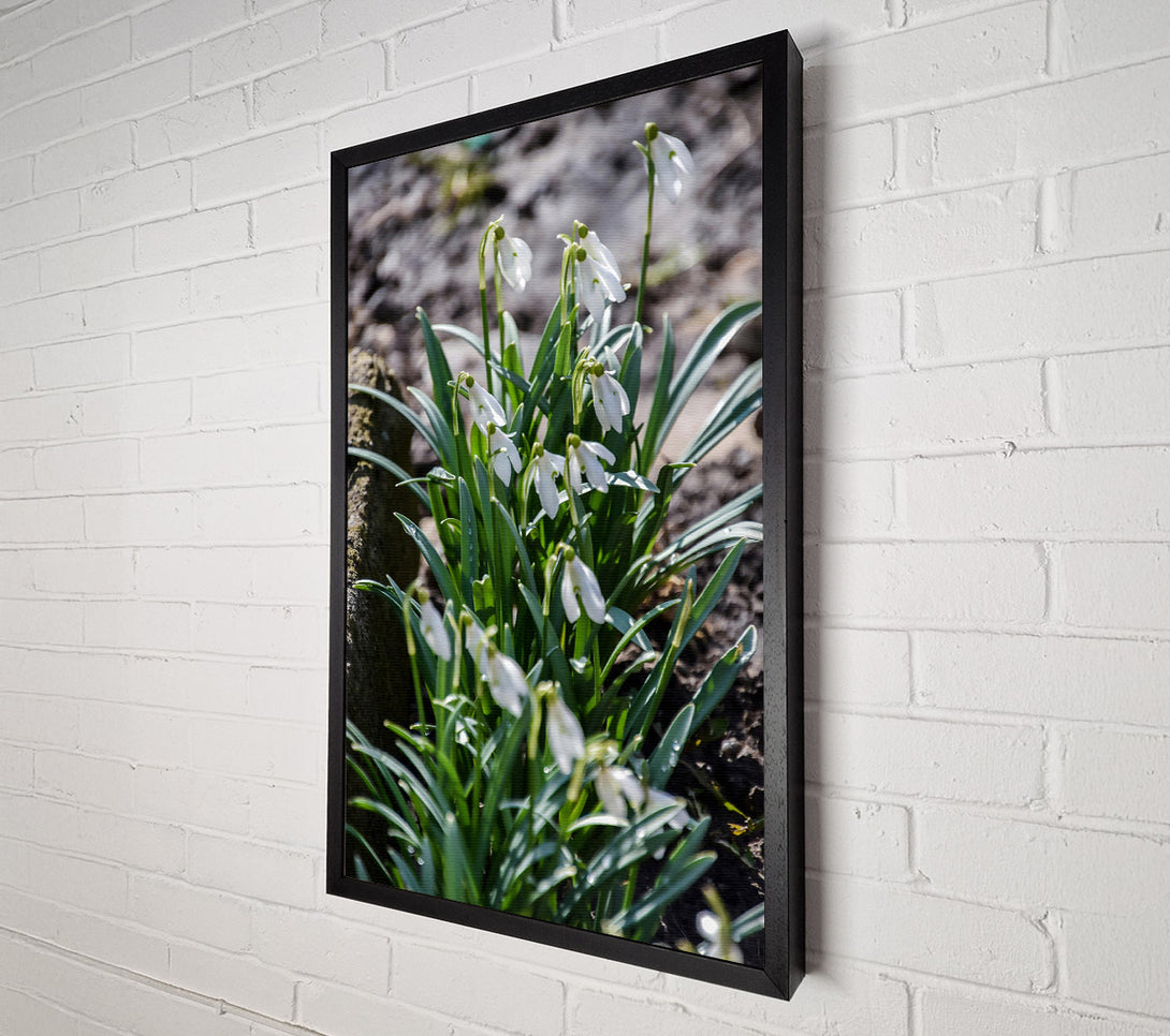  A Canvas Print of Green And White Snowdrops Canvas Print
