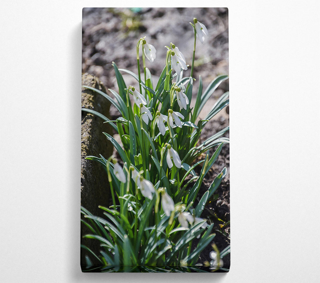  A Canvas Print of Green And White Snowdrops Canvas Print