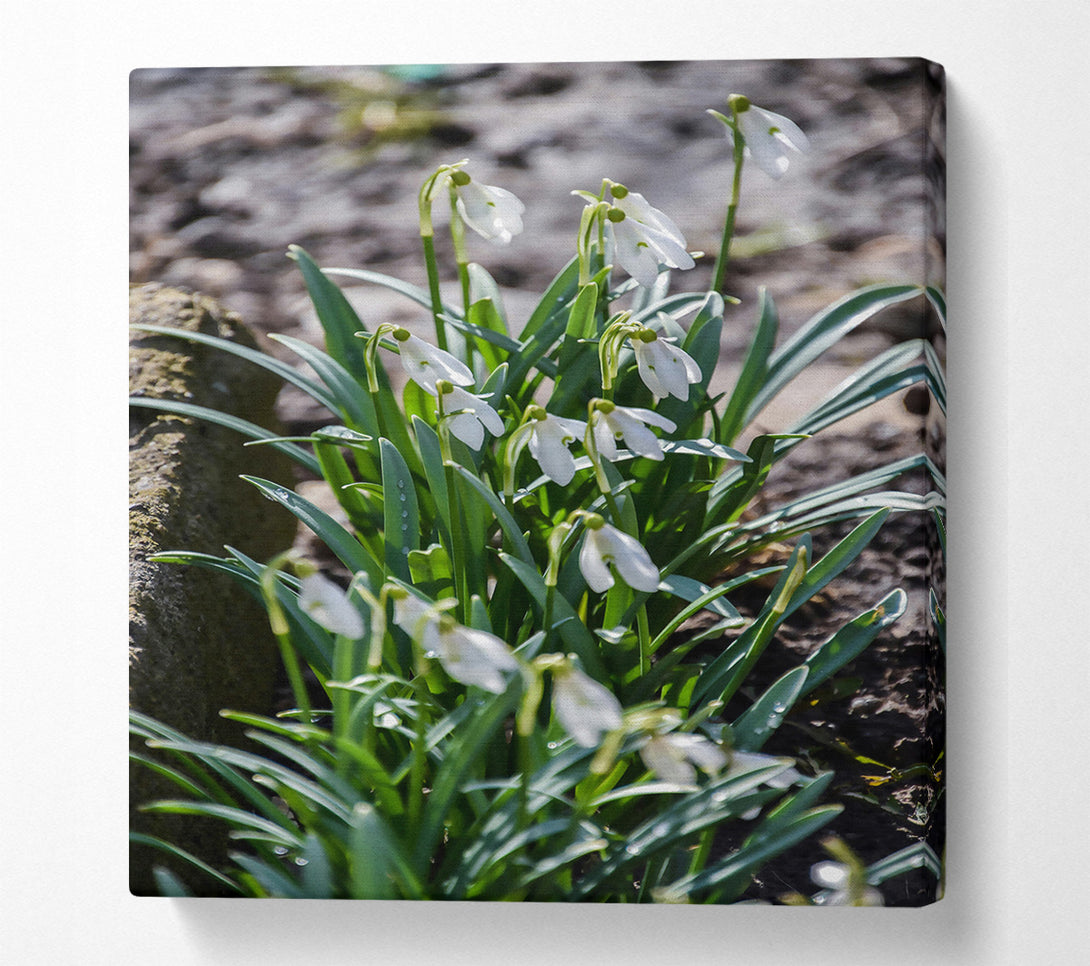  A Canvas Print of Green And White Snowdrops Canvas Print