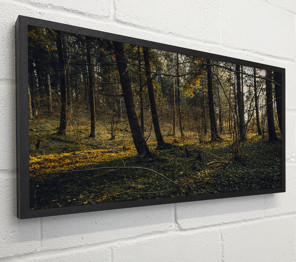 Golden Forest Floor