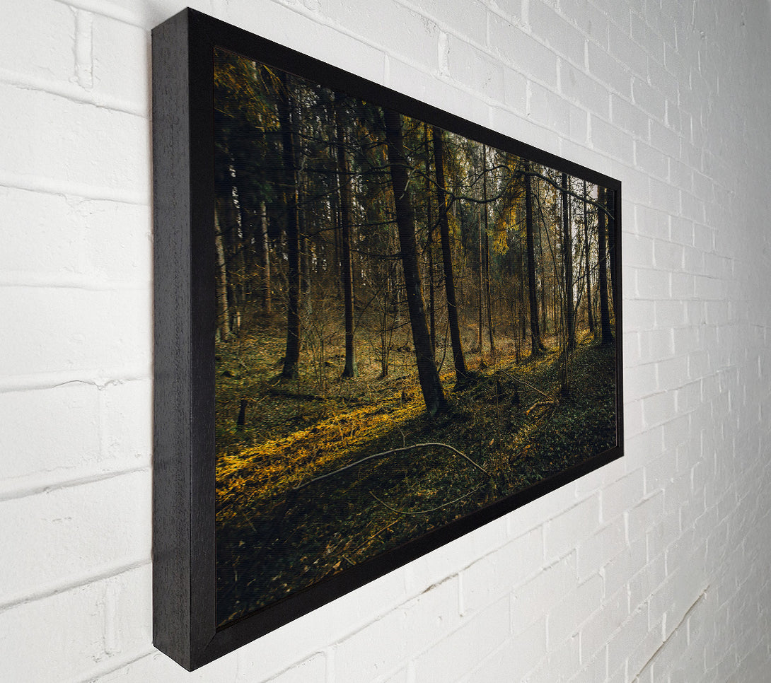  A Canvas Print of Golden Forest Floor Canvas Print