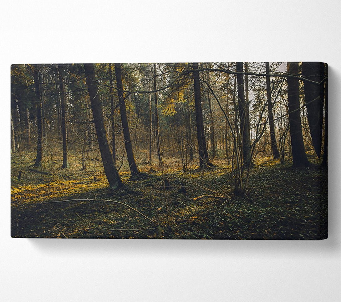  A Canvas Print of Golden Forest Floor Canvas Print