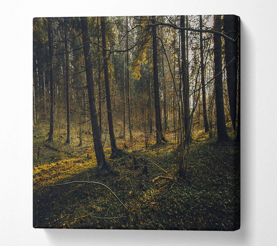  A Canvas Print of Golden Forest Floor Canvas Print