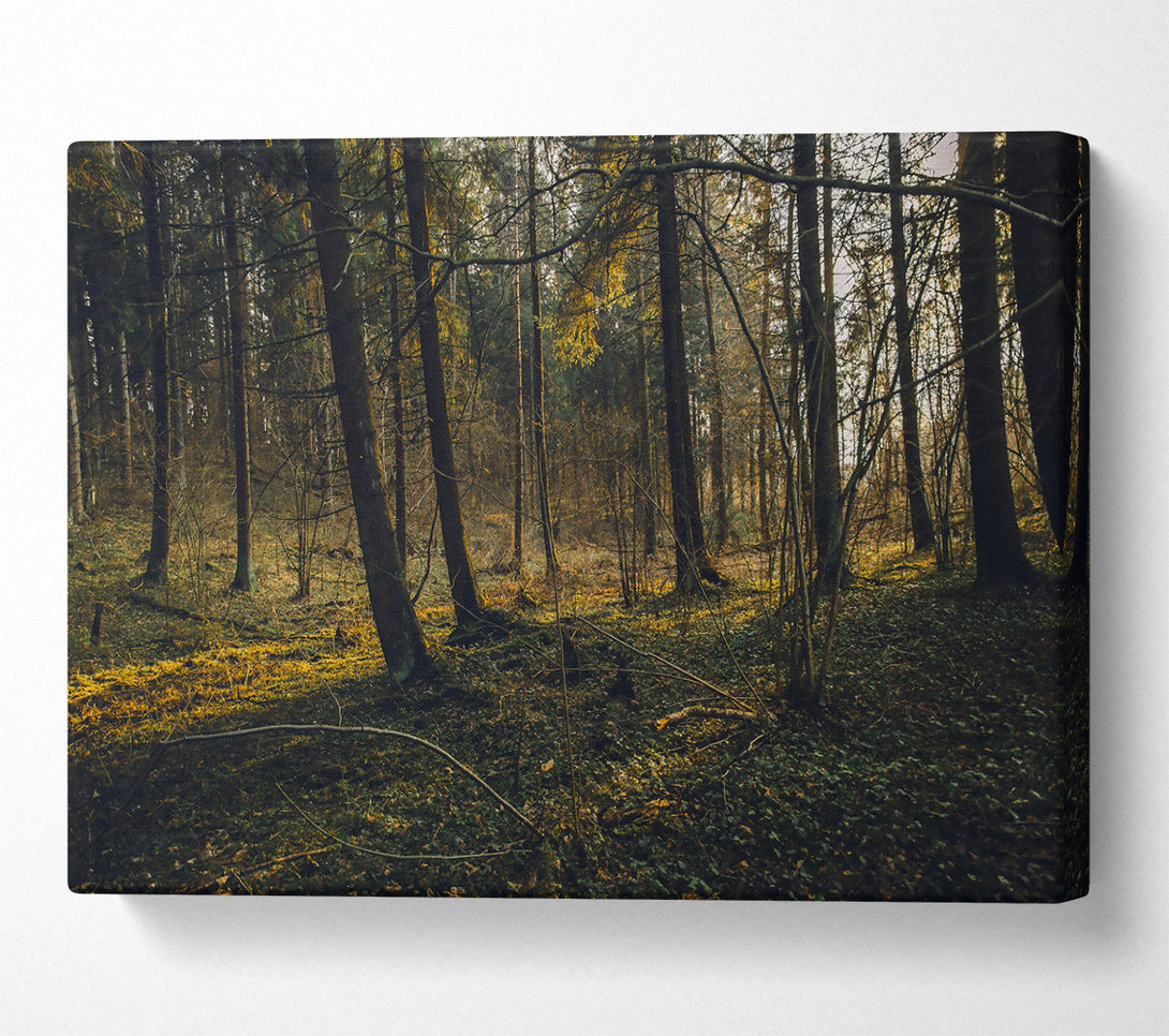  A Canvas Print of Golden Forest Floor Canvas Print