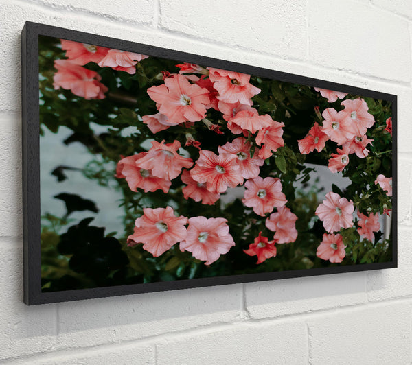 Coral Petals Bloom
