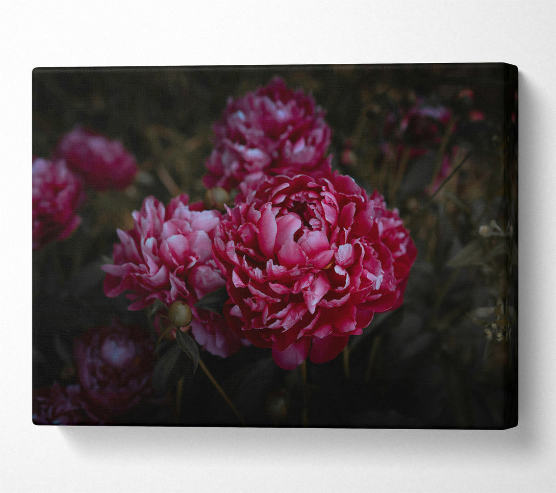  A Canvas Print of Crimson Bloom'S Embrace Canvas Wall Art