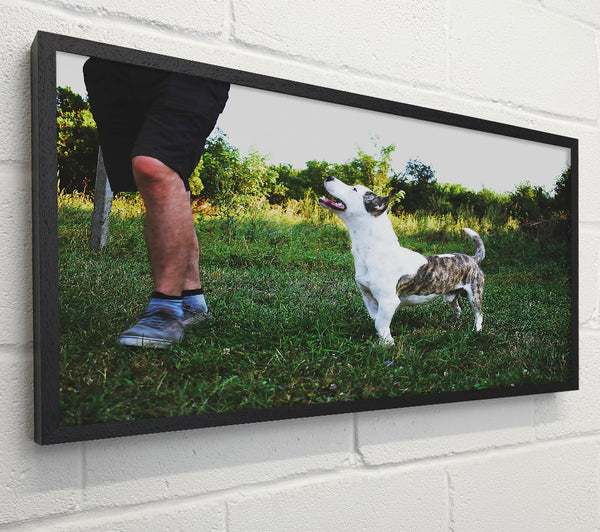 Green Grass & Dog