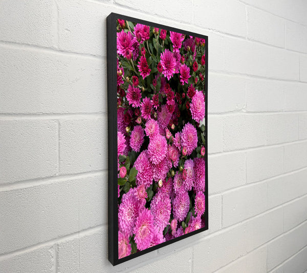 Magenta Blooms Embrace