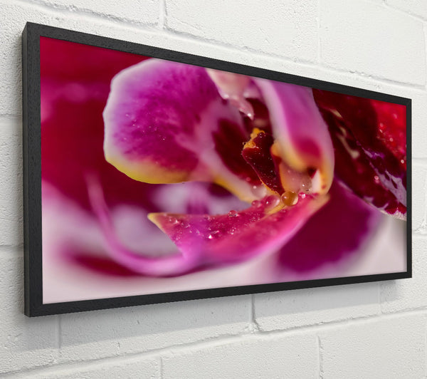 Crimson Orchid Petal