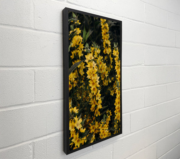 Golden Summer Blossoms