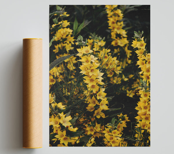 Golden Summer Blossoms Print