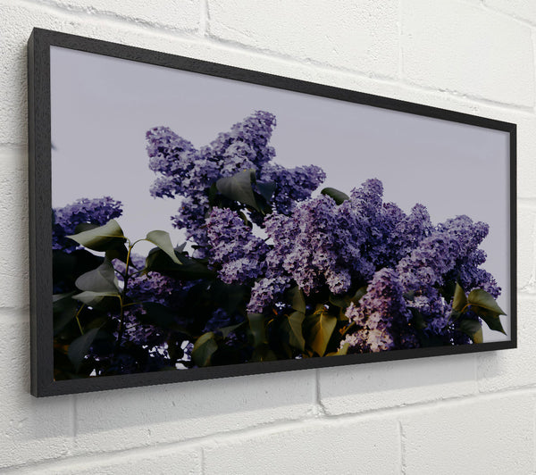 Purple Lilac Bloom