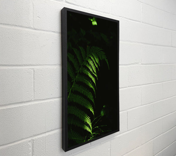 Emerald Forest Fern