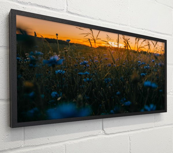 Blue Sunset Field