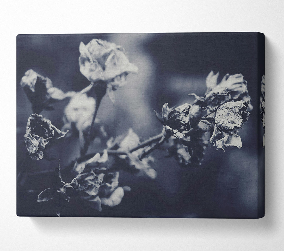  A Canvas Print of Indigo Rose Fade Canvas Print