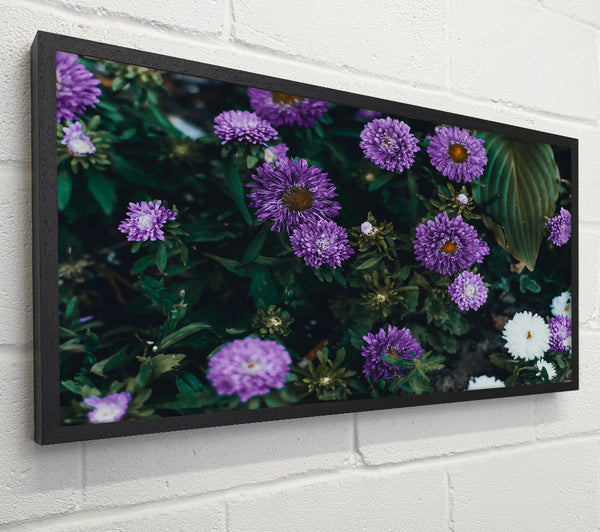 Purple Bloom Burst