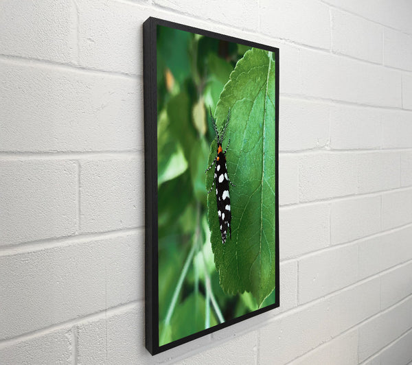 Green Leaf & Black Moth